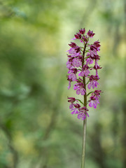 Orchis purpurea flower, purple wild orchid in woodland, dappled shade. Aka Lady orchid.