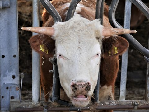 "Artgerechte Tierhaltung" Images – Browse 359 Stock Photos, Vectors