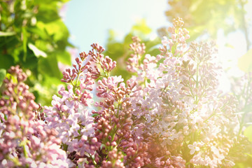 Sweet Lilac on the green background. Sweet Lilac.