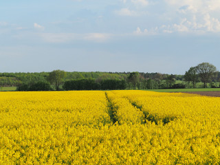 Obraz premium Rapsfeld im Frühling in der vollen Blüte. Der Duft ist überwältigend und zieht viele Bienen an