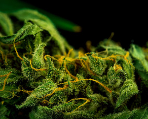 Cannabis Bud Close-Up on black Background. Macro Marijuana. Selective Focus. Copy Space.