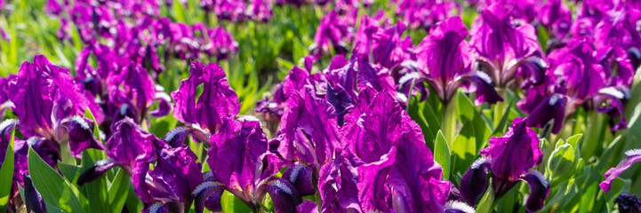 flowering plant irises in a flower bed.