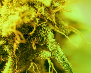 Close-up Marijuana Bud. Macro of trichomes on female cannabis indica plant leaf. Cannabis flower...