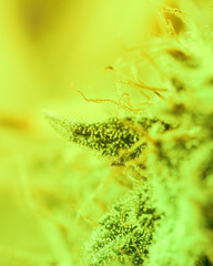 Close-up Marijuana Bud. Macro of trichomes on female cannabis indica plant leaf. Cannabis flower seen under a microscope. tetracanabinol contained in trichomes of marijuana.