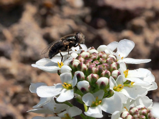 Eine Schwebfliege fliegt die ersten Frühblüher im Naturgarten an
