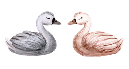 Watercolor swan. Hand painted illustration isolated on white background. Character swans for children's design