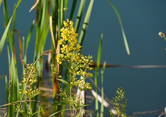 クサレダマ（草連玉）の花が咲く