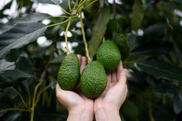 Woman's hands harvesting fresh ripe organic Hass Avocado
