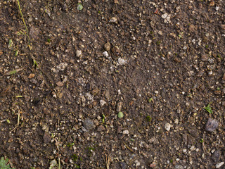 Sol de printemps terre avec des pousse d'herbe