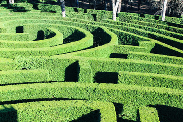 Labyrinth Plant Surface