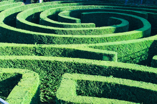 Labyrinth Plant Surface