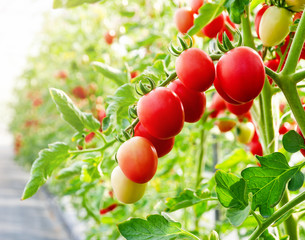 Unripe red tomato growing on the vine