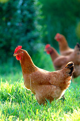 Crianza de gallina ecol&oacute;gica.