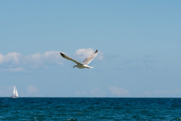 seagull flying over sea