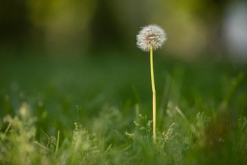 One white dandelion in the grass