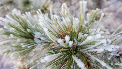 Naklejka na ściany i meble Close up Snowy pine branch. Beautiful winter wallpaper