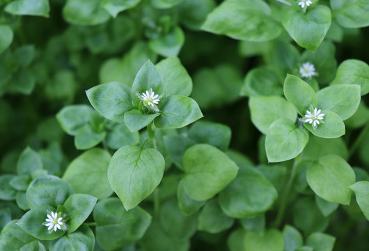 Chickweed ,Stellaria media. Young taste very gently with flavor of nuts. You can use them in fresh vegetable salads. The chickweed advantage is that we have it fresh almost all year round.