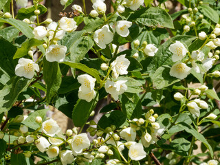 Naklejka premium (Philadelphus coronarius) Floraison blanche du seringa ou jasmin des poètes