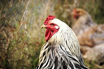 Poule