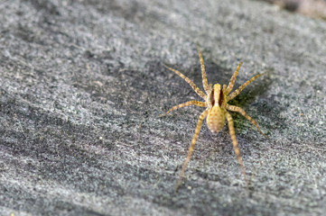spider close-up on a wooden background macro photo