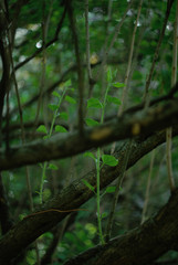 Branches