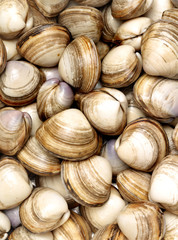 fresh raw Surf clam background