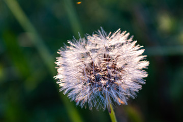 This is closeup capture of a white dandelion with a dark green background 