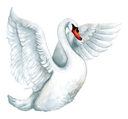 Watercolor white swan illustration, romantic and beautiful bird © alinaosadchenko