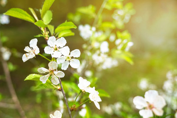 A branch of a blossoming cherry tree on a blurred background. White flowers in spring morning morning. copy space