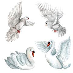 Watercolor set of white pigeons and swans © alinaosadchenko