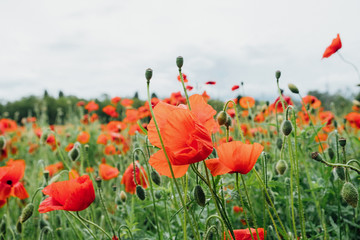 Close up of pretty red poppy flower in full bloom. Beautiful summer floral meadow