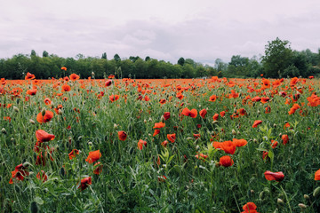 Beautiful landscape with blooming red poppy flowers. Summer floral field
