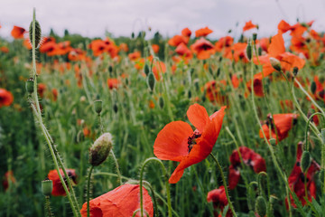 Pretty red blooming poppy flowers. Summer meadow with wildflowers in bloom. Countryside landscape