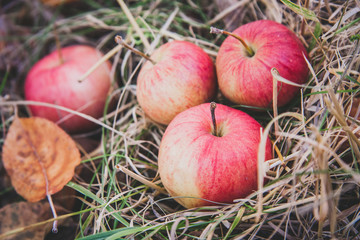close up top view on a ripe red apples on the dry grass background
