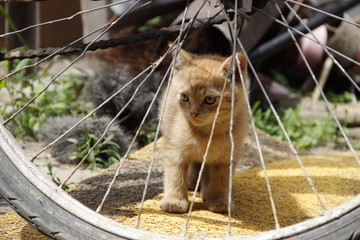  little golden kitten