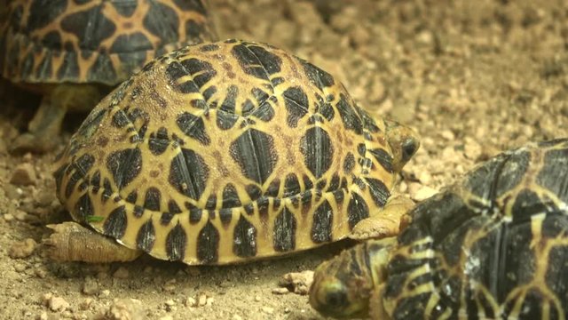甲羅の中に隠れるインドホシガメ、ホシガメ / Indian star tortoise, 4k