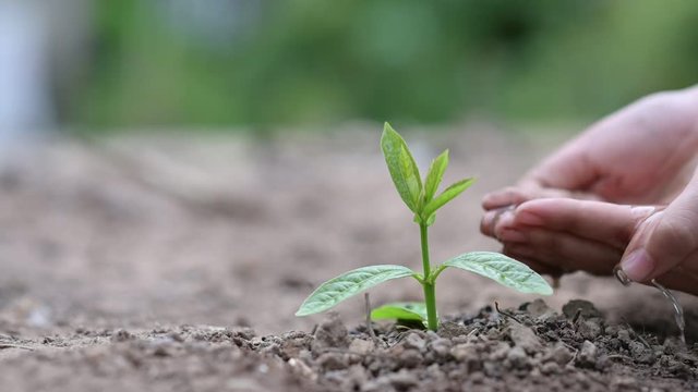In the hands of trees growing seedlings. Bokeh green Background Female hand holding tree on nature field grass Forest conservation concept