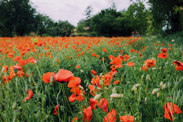 Beautiful summer field with red poppy flowers in full bloom. Idyllic rustic landscape with blooming wildflowers