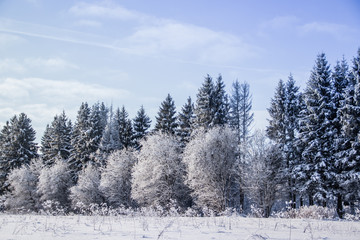 Winter landscape trees. Beautiful trees in the snow. . Frozen trees