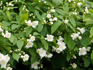 Naklejka premium Floraison blanche du seringa ou jasmin des poètes (Philadelphus coronarius)