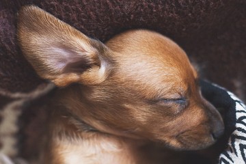closeup sleeping cute puppy dachshund dog