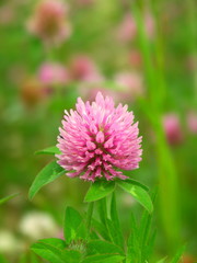 野原に咲くアカツメクサ
