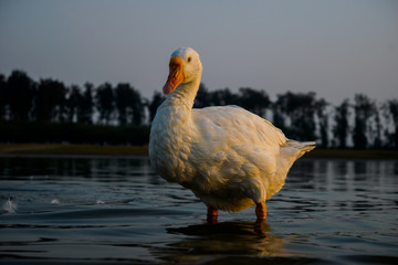Wildlife , duck photography, duck in sea