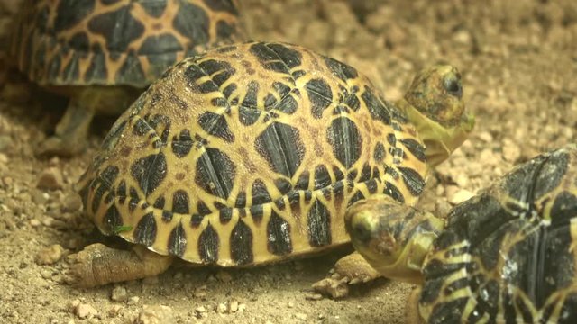 インドホシガメ、ホシガメ / Indian star tortoise, Geochelone elegans, 4K