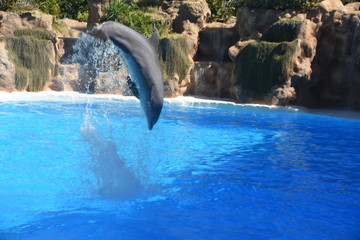 Delfin © Francisco