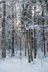 Winter landscape trees. Beautiful trees in the snow. . Frozen trees