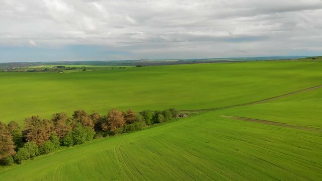 flying over the field of green wheat aerial background nature wallpapper