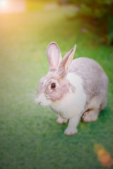rabbit
