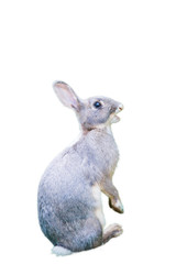 rabbit