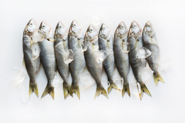 Black sea fresh bluefish with ice cube on white. Fish pattern. View from above.